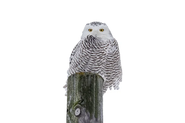 Coruja de neve isolado em branco — Fotografia de Stock