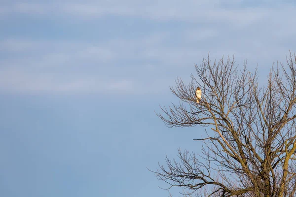 Hawk mirando el espacio de copia —  Fotos de Stock