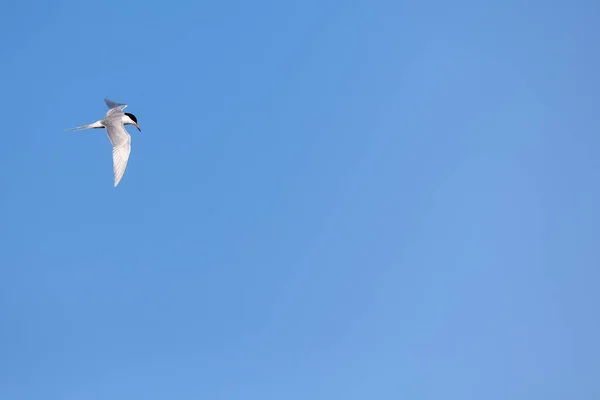 Fond bleu ciel avec oiseau entrant dans le cadre — Photo