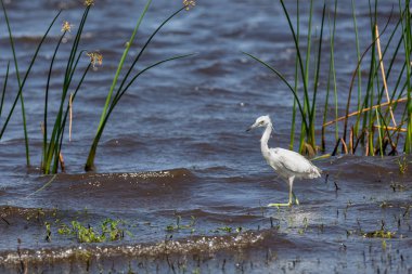 Genç Mavi Balıkçıl