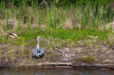 Kanatları Düşük Büyük Mavi Balıkçıl