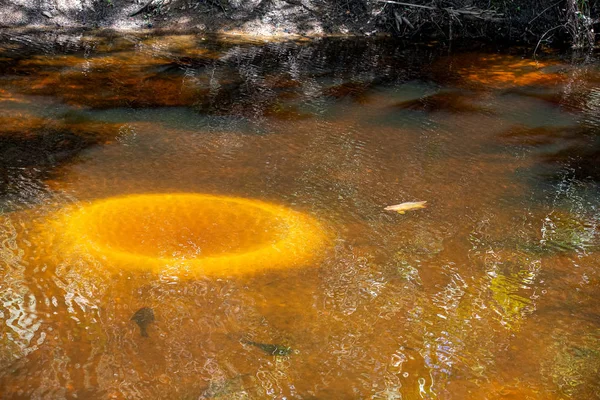 Fish Protecting Its Spawning Bed — Stock Photo, Image