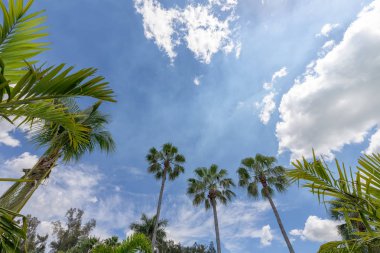 Palmiye ağaçları ve mavi gökyüzü 