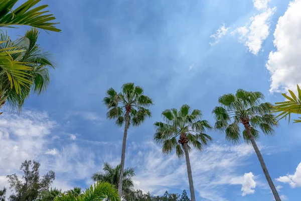 Palmen und blauer Himmel — Stockfoto