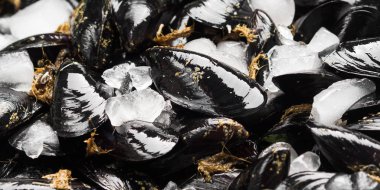 Paslı tepsi üzerinde taze çiğ midye