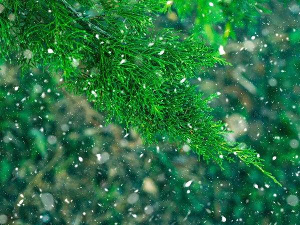 Green fir tree winter christmas background