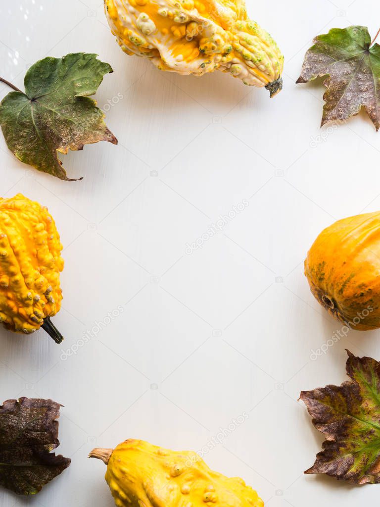 Autumn squash and leaves white background