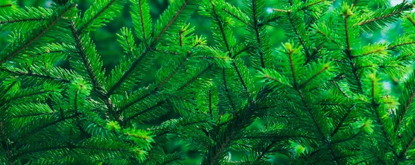 Green fir tree winter christmas background — Stock Photo, Image