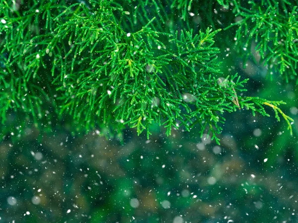 绿色冷杉树冬天圣诞节背景 分支纹理 森林性质 降雪片 — 图库照片