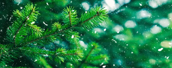 绿色杉木树冬季圣诞节背景 — 图库照片