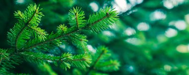 Yeşil çam ağacı kış Noel arka plan