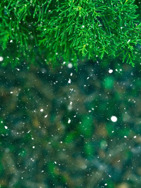 Πράσινο έλατο δέντρο Χειμώνας Χριστούγεννα φόντο — Φωτογραφία Αρχείου