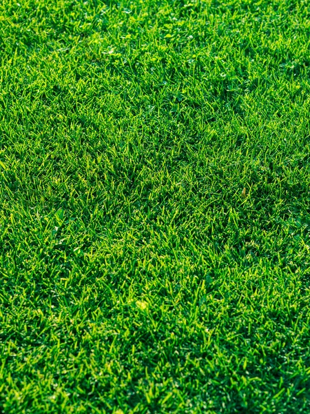 緑の草テクスチャ背景。夏時間 — ストック写真