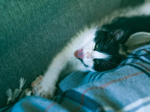 Lindo gatito tener resto en sofá — Foto de Stock
