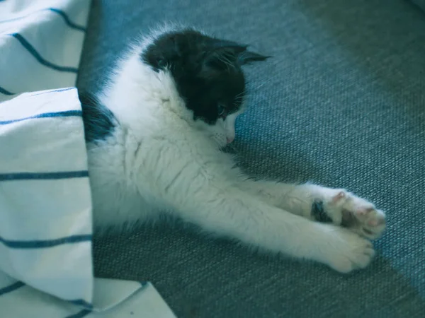 Niedliches Kätzchen beim Ausruhen auf dem Sofa — Stockfoto