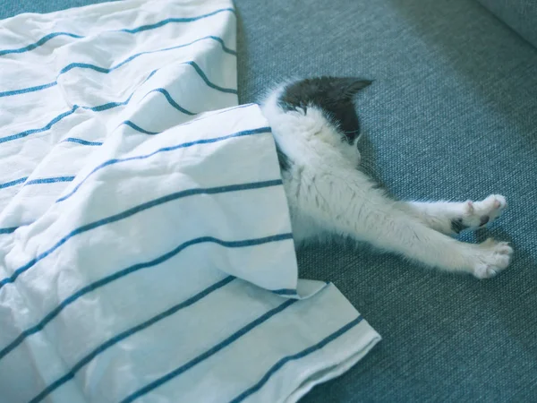 Lindo gatito tener resto en sofá — Foto de Stock