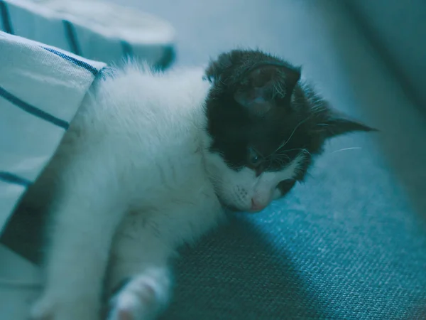 Gatinho bonito tendo descanso no sofá — Fotografia de Stock