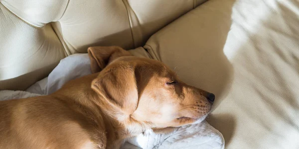 Золотой щенок спит на кожаном диване — стоковое фото