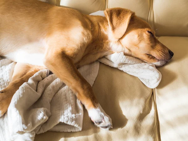 Золотой щенок спит на кожаном диване — стоковое фото