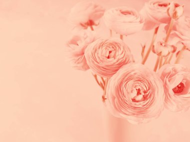 Güzel pembe Düğünçiçeği portre. Yaşam mercan