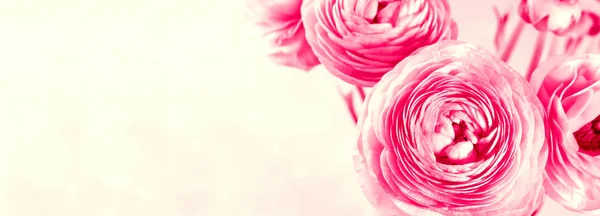 Bella vibrante rosa ranuncolo primo piano . — Foto Stock