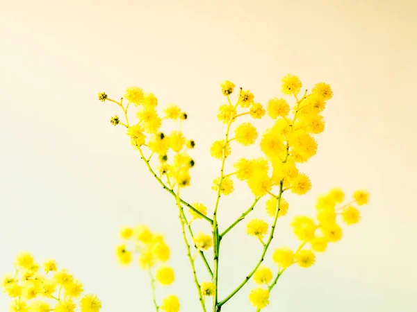 Красивая ветвь желтого цветка мимозы — стоковое фото