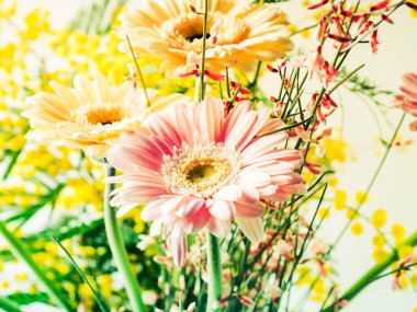 Güzel çiçekler gerbera closeup demet