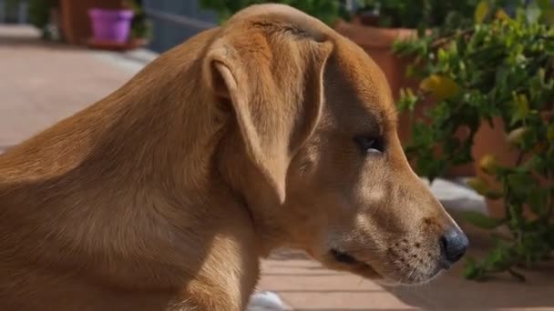 Cachorro de oro al aire libre descansando — Vídeo de stock