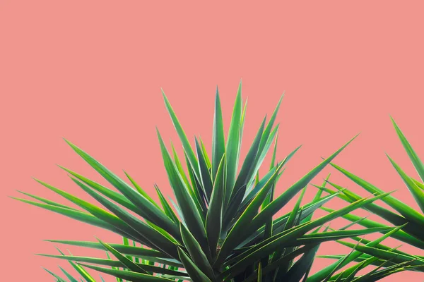 Saftiga palm växt på korall bakgrund — Stockfoto