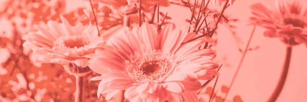 Mooie bos van roze Gerbera op koraal. Banner — Stockfoto