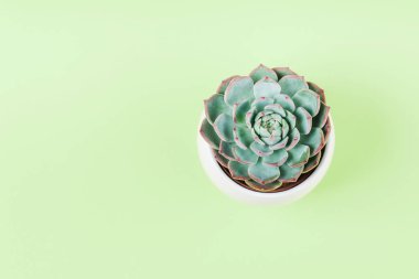 Nane arka planda beyaz pot içinde succulent bitki