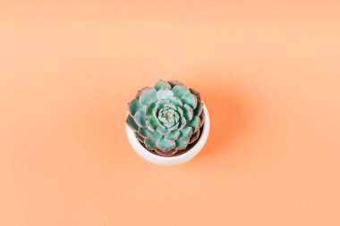 Soluk turuncu arka planda succulent bitki