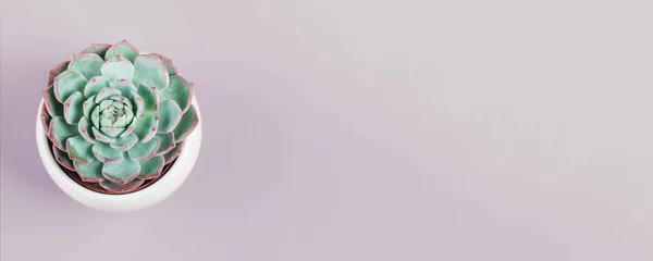 Sukkulente im weißen Topf auf pastellfarbenem Hintergrund — Stockfoto