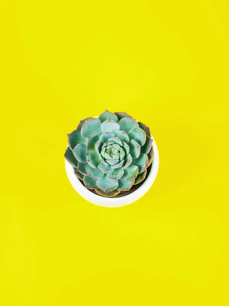 Planta suculenta en maceta blanca sobre fondo amarillo — Foto de Stock