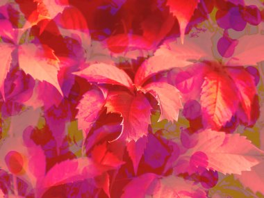 Yaprakları, kırmızı pembe bokeh ile arka plan