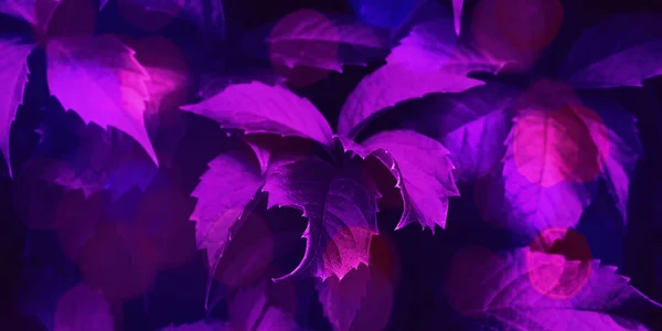 Follaje púrpura tonificado fondo de moda — Foto de Stock