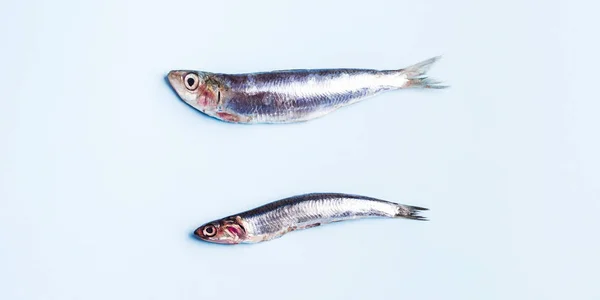 Deux anchois frais sur fond bleu — Photo