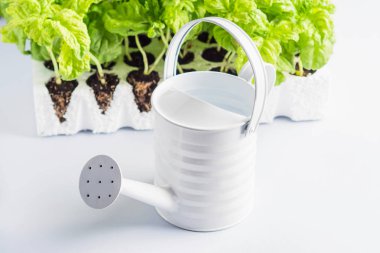 Fesleğen fide kavramı dikim