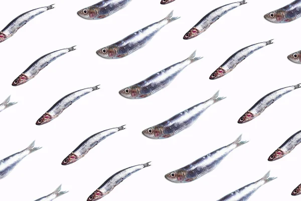 Anchovies fish pattern on trendy color background — Stock Photo, Image