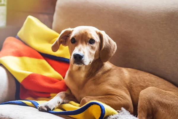 Мирная собака отдыхает на диване на одеяле — стоковое фото
