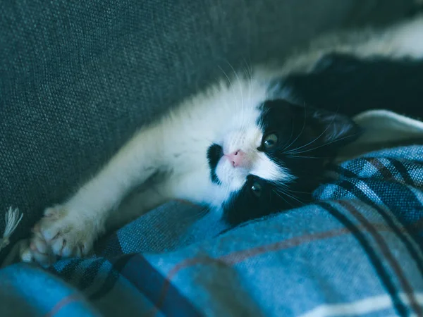 Niedliches Kätzchen beim Ausruhen auf dem Sofa — Stockfoto