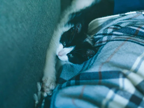 Lindo gatito tener resto en sofá —  Fotos de Stock