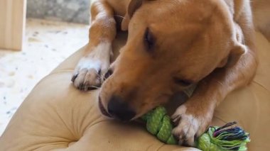 Köpek deri kanepede onun oyuncak çiğneme
