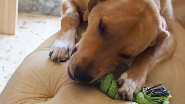 Σκύλος που μασάει το παιχνίδι του στον δερμάτινο καναπέ — Αρχείο Βίντεο