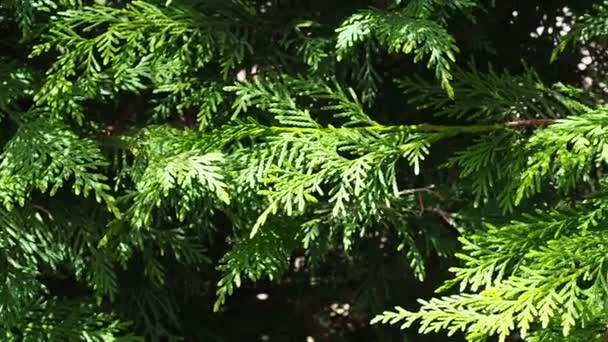 Thuja θάμνους κοντινό πλάνο σε μια ηλιόλουστη μέρα — Αρχείο Βίντεο