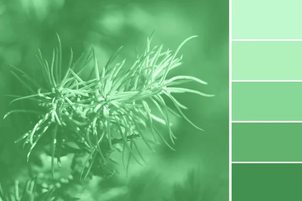 Mięta zielony kolor 2020 naturalna paleta — Zdjęcie stockowe