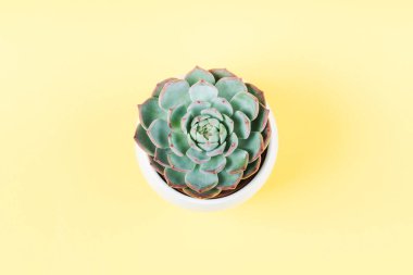 Sarı arka planda beyaz pot içinde succulent bitki