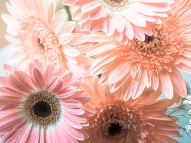 Pembe gerbera papatya çiçeği buketi