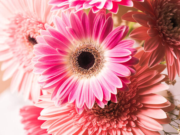 Pink gerbera daisy flowers bouquet