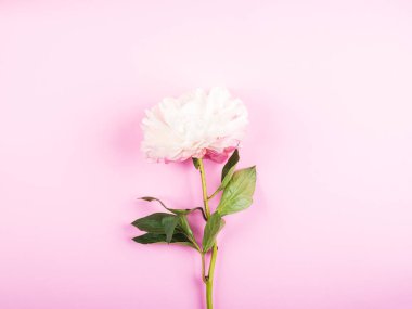 Pembe arka planda beyaz şakayık. Düz yatıyordu